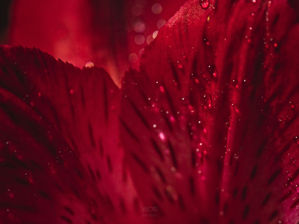 044A3287 by Daniel Thibault artiste-photographe