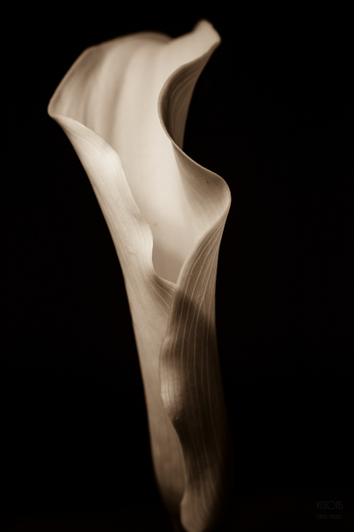 044A3831 by Daniel Thibault artiste-photographe