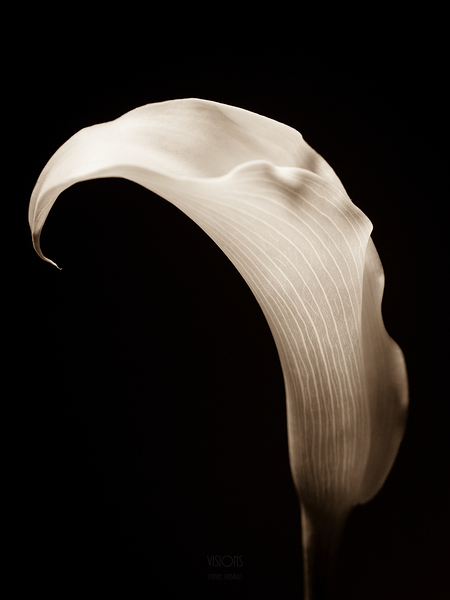 044A3751 by Daniel Thibault artiste-photographe