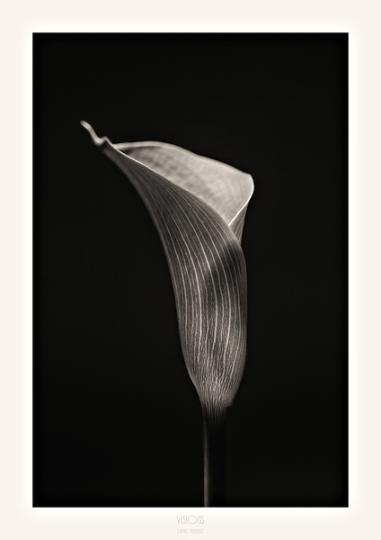 044A3573 by Daniel Thibault artiste-photographe