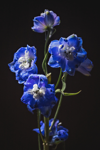 044A3439 by Daniel Thibault artiste-photographe
