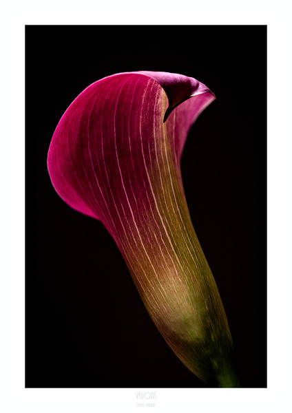 044A3633 by Daniel Thibault artiste-photographe