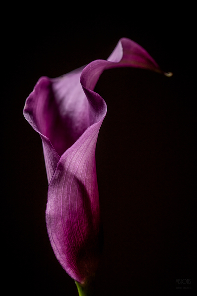044A3845 by Daniel Thibault artiste-photographe