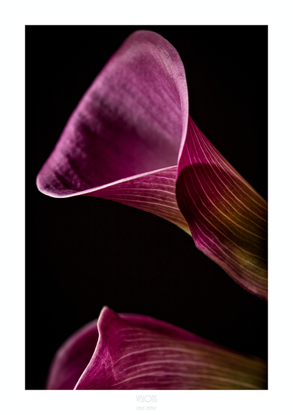 044A3658 by Daniel Thibault artiste-photographe