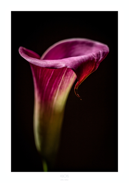 044A3630 by Daniel Thibault artiste-photographe