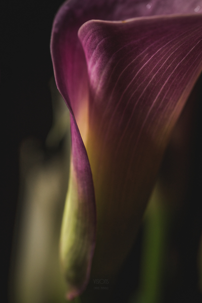 044A3814 by Daniel Thibault artiste-photographe