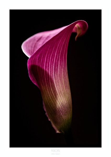 044A3580 by Daniel Thibault artiste-photographe