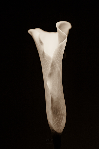 044A3754 by Daniel Thibault artiste-photographe