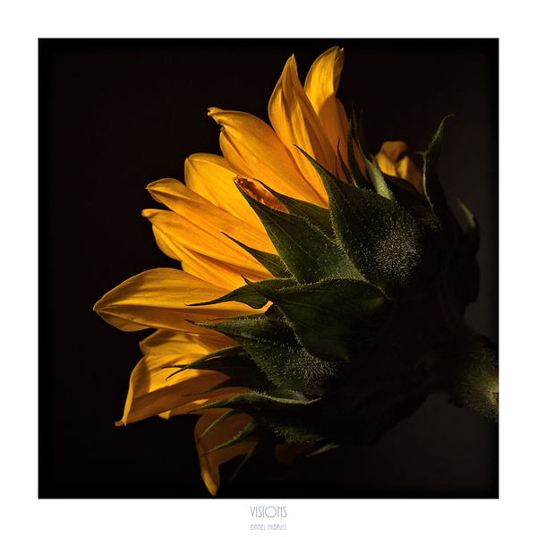 1Q8A1132 by Daniel Thibault artiste-photographe