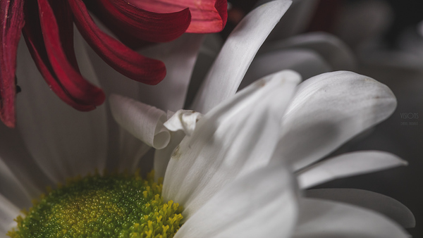 044A2927 by Daniel Thibault artiste-photographe