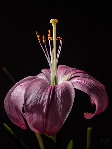 044A2942 by Daniel Thibault artiste-photographe