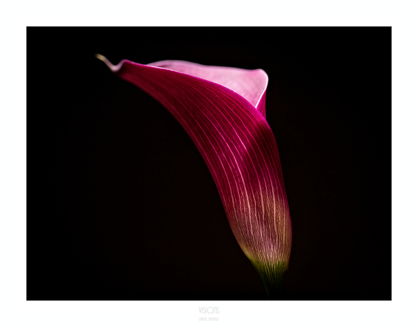 044A3572 by Daniel Thibault artiste-photographe