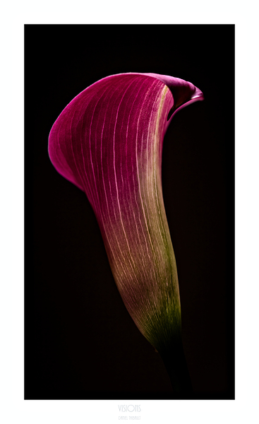 044A3576 by Daniel Thibault artiste-photographe