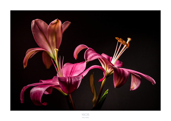 044A2837 by Daniel Thibault artiste-photographe