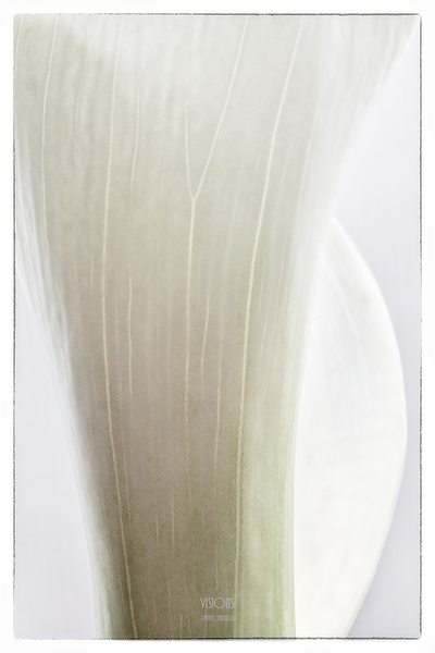 044A2247  by Daniel Thibault artiste-photographe