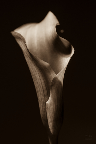 044A3788 by Daniel Thibault artiste-photographe