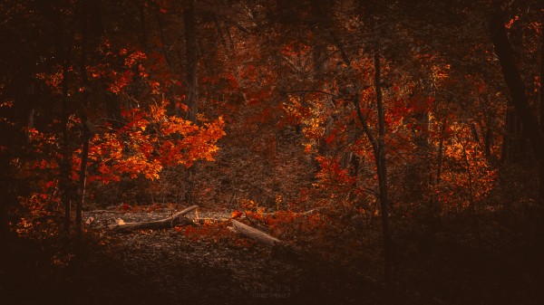 Somewhere in fall by Daniel Thibault artiste-photographe