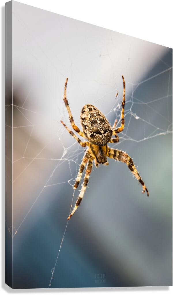 Araignee 2 Canvas Print