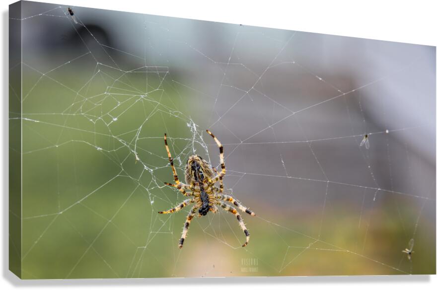Araignee 3 Canvas Print