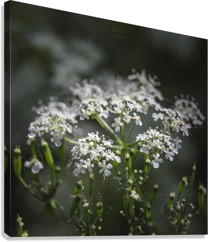  44A5468 Canvas Print