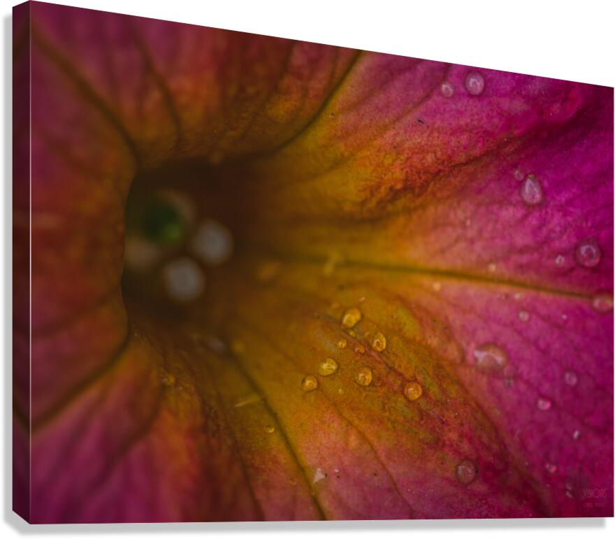  44A5667 Canvas Print