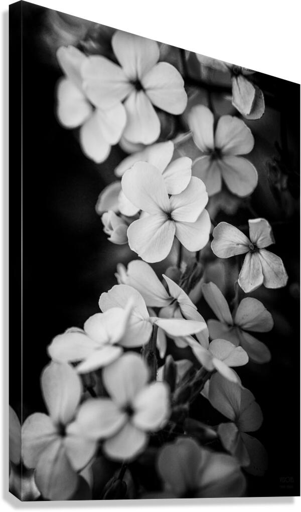  44A5504  Canvas Print
