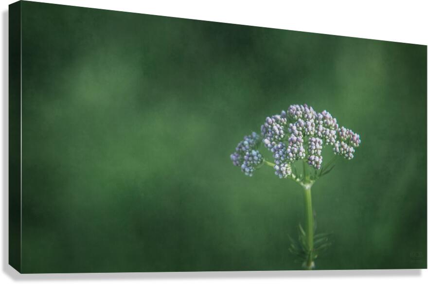  44A5530 Canvas Print