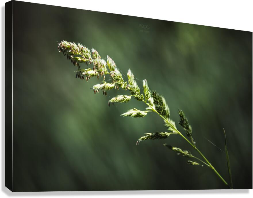  44A5438 Canvas Print