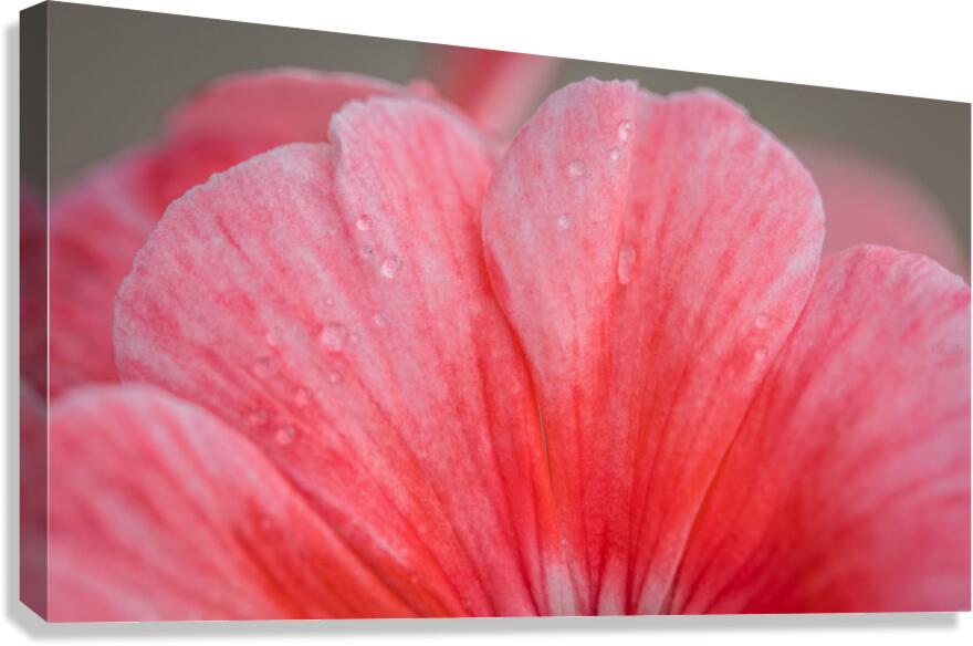  44A5655 Canvas Print