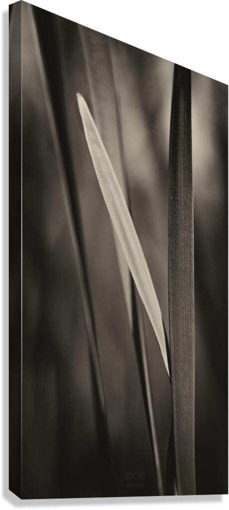  44A5457  Canvas Print