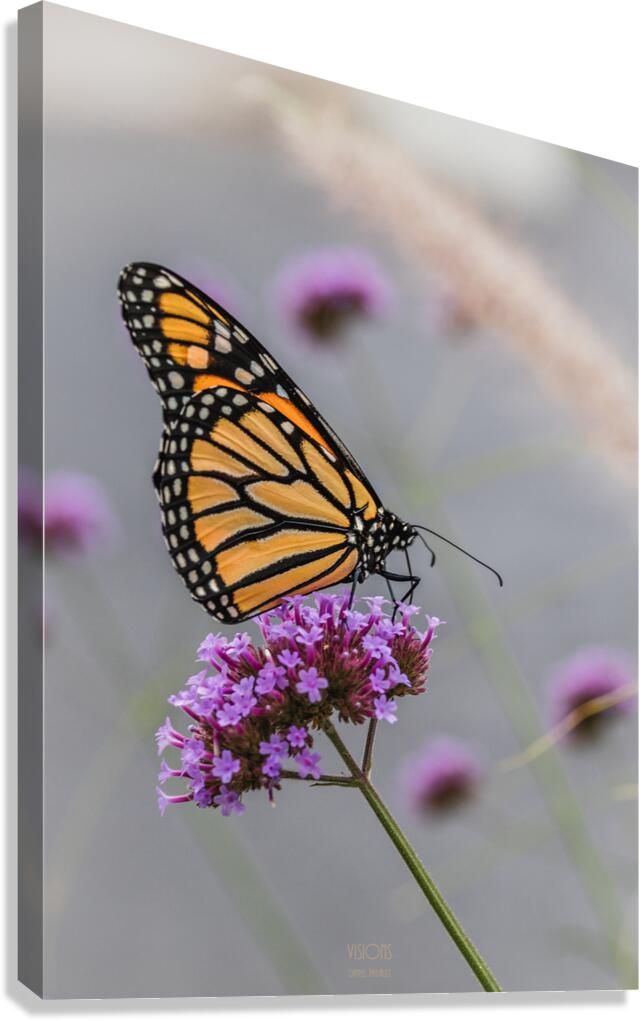  44A5712 Canvas Print