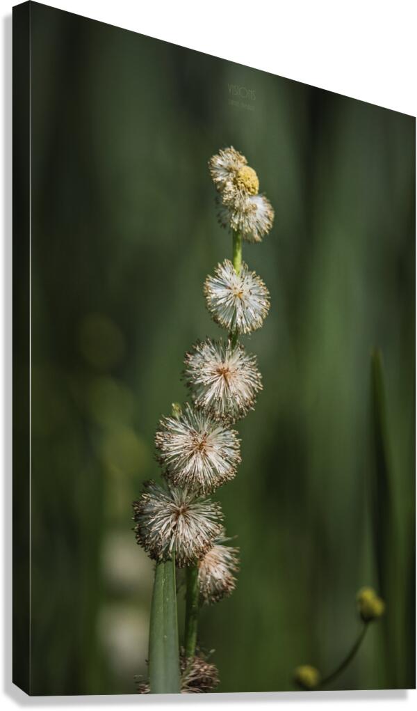  44A5452 Canvas Print