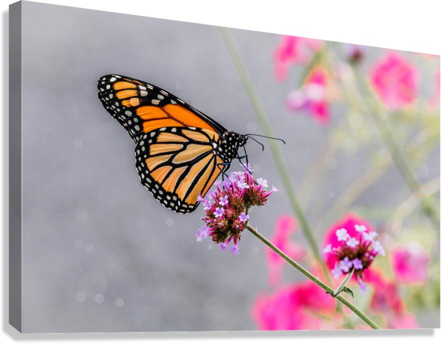 44A5718 Canvas Print