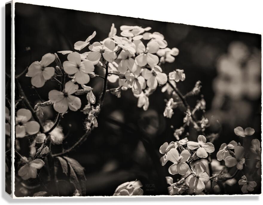  44A5492  Canvas Print