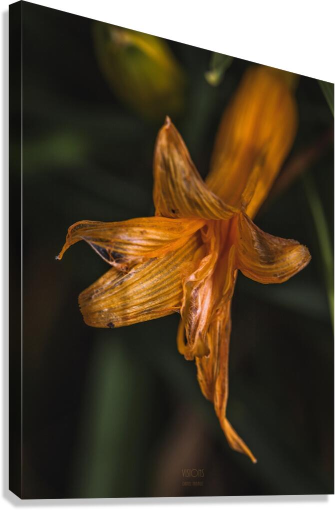  44A5999 Canvas Print