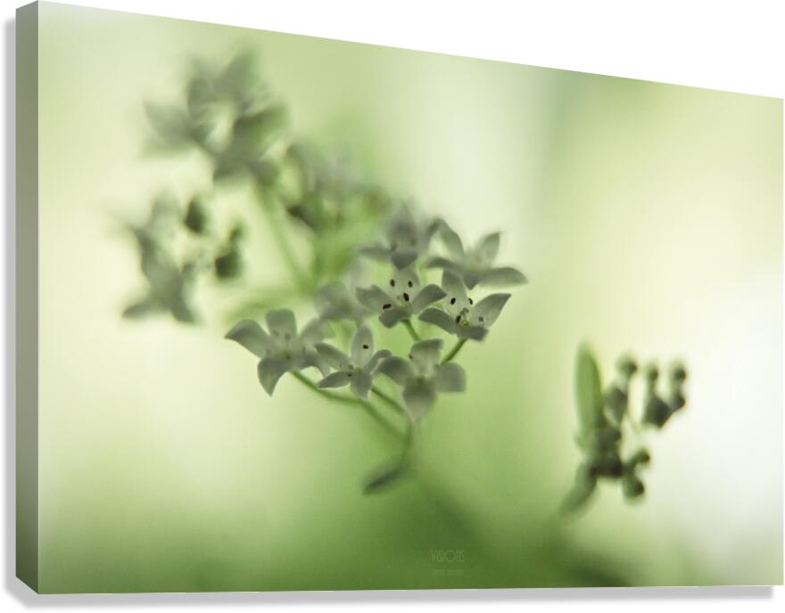  44A5461 Canvas Print