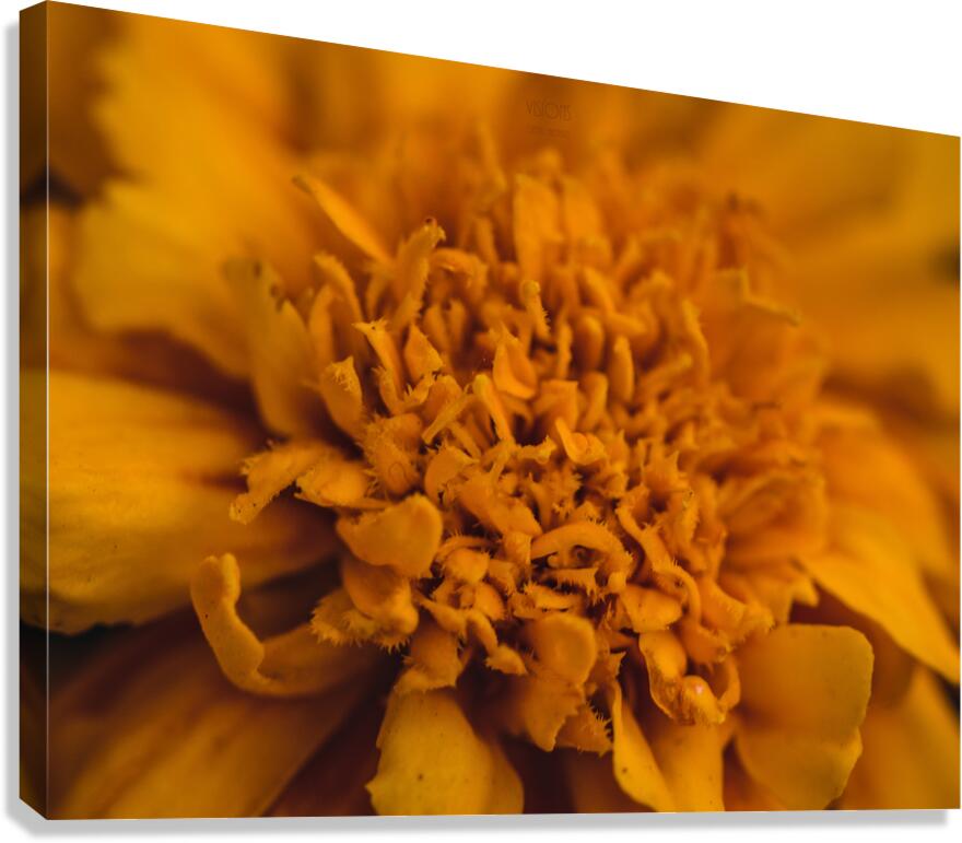  44A5656 Canvas Print