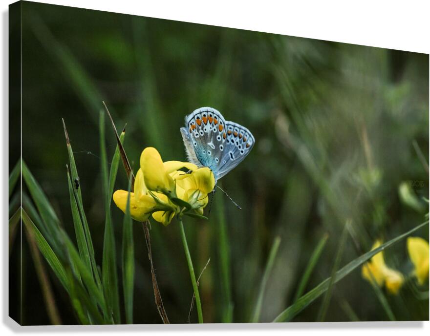  44A5843 Canvas Print