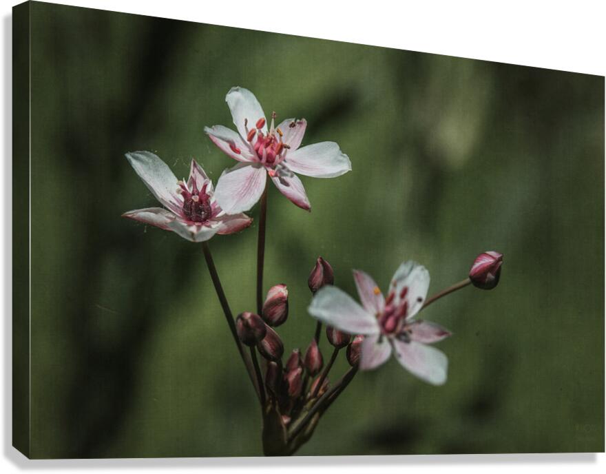  44A5447 Canvas Print