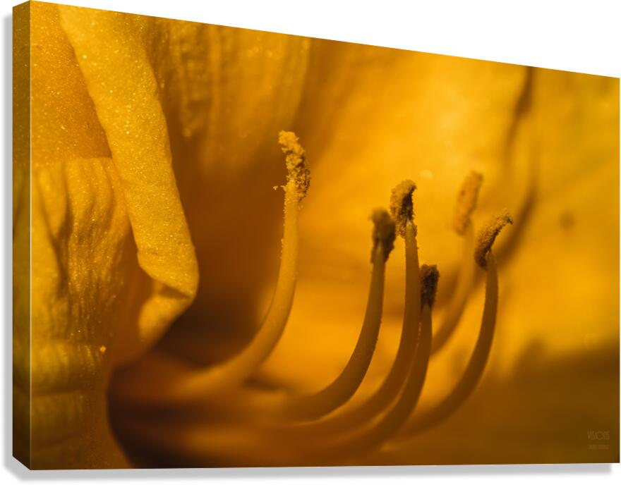  44A6034 Canvas Print