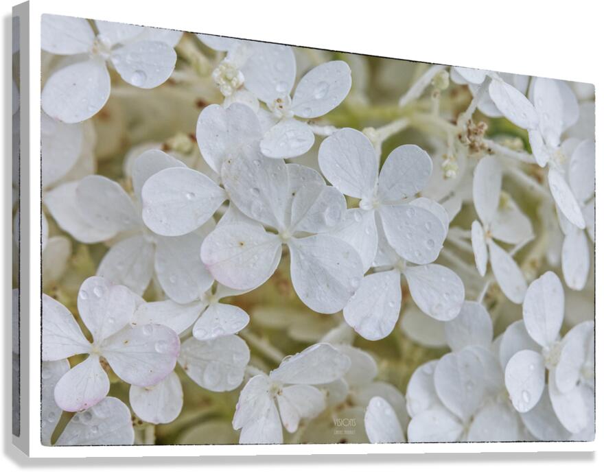  44A5918  Canvas Print