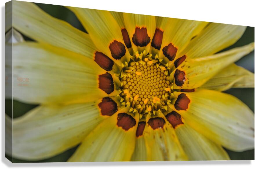  44A5995 Canvas Print