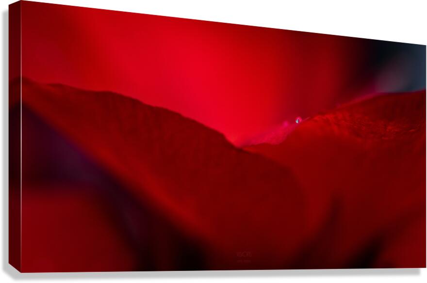  44A5650 Canvas Print