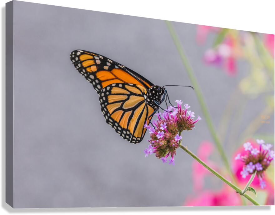  44A5717 Canvas Print