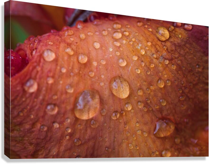  44A5950 Canvas Print