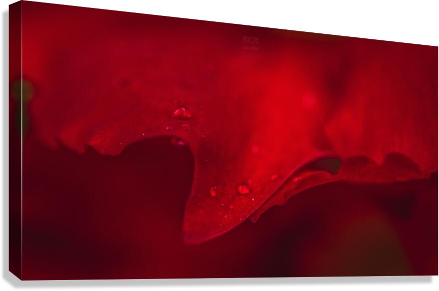  44A5669 Canvas Print