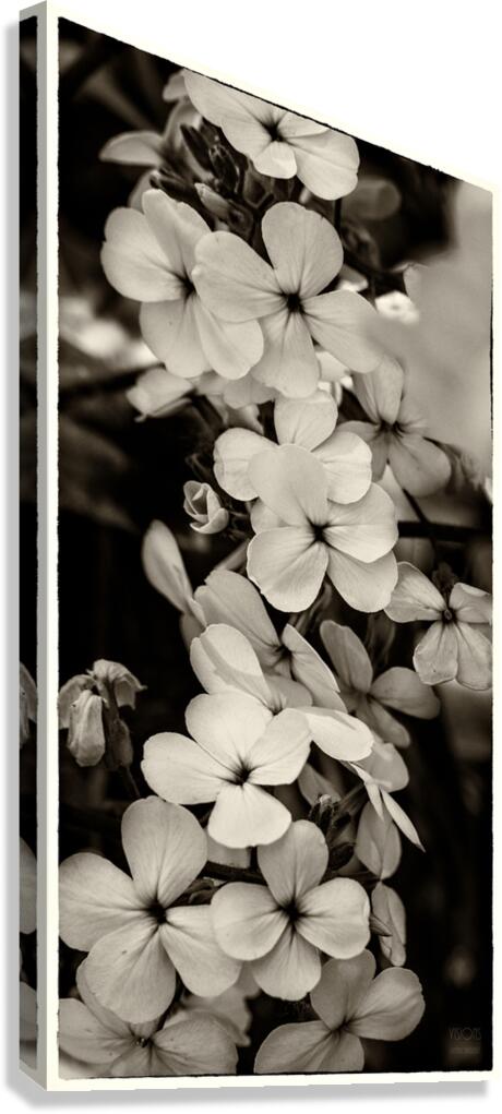  44A5506  Canvas Print