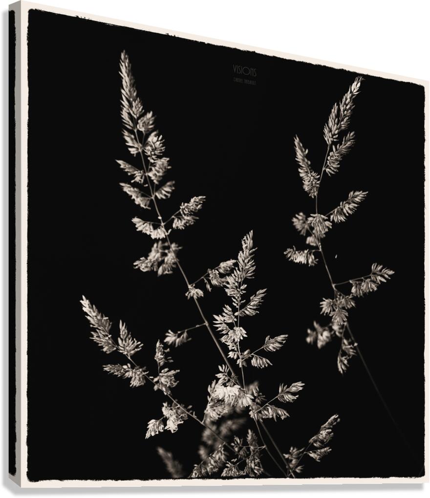  44A5523 Canvas Print