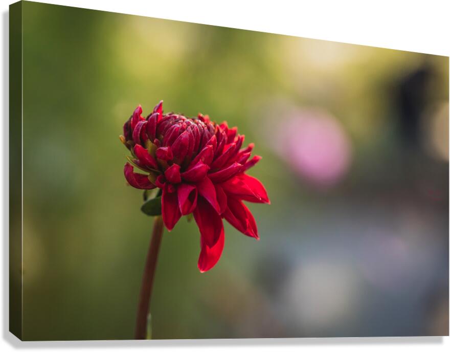  44A6560 Canvas Print
