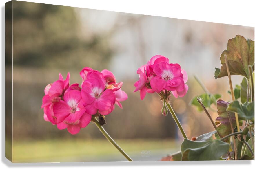  44A6602 Canvas Print